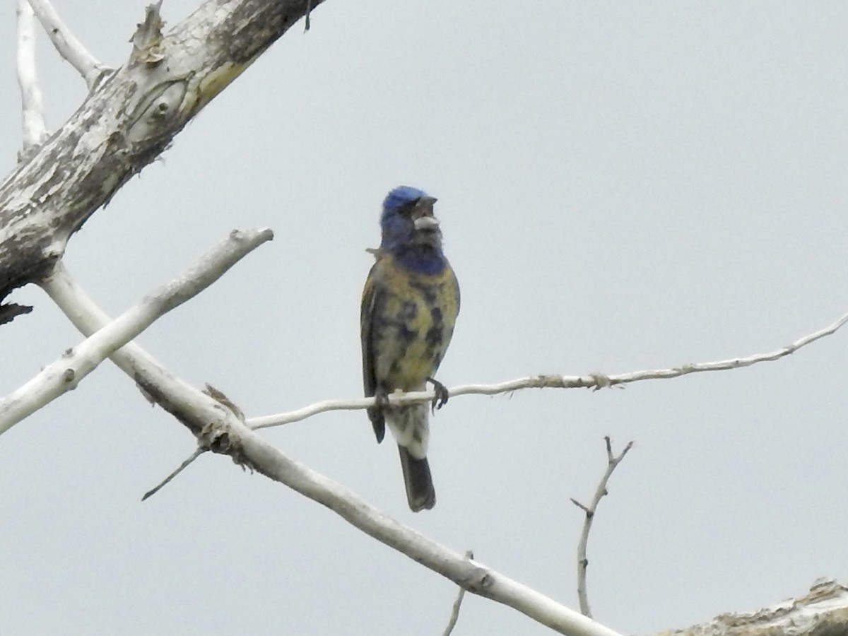 Blue Grosbeak - ML637833398