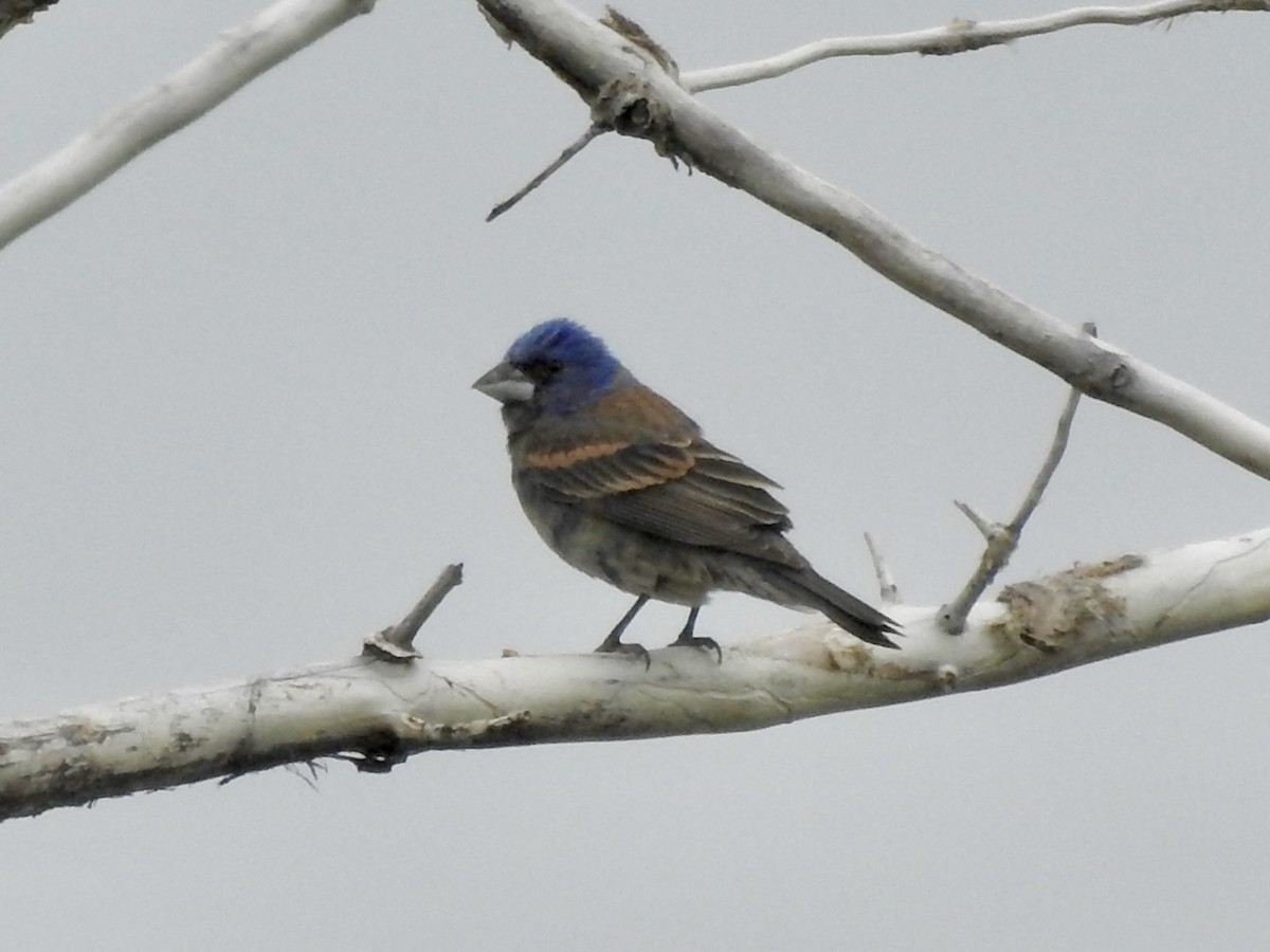 Blue Grosbeak - ML637833399