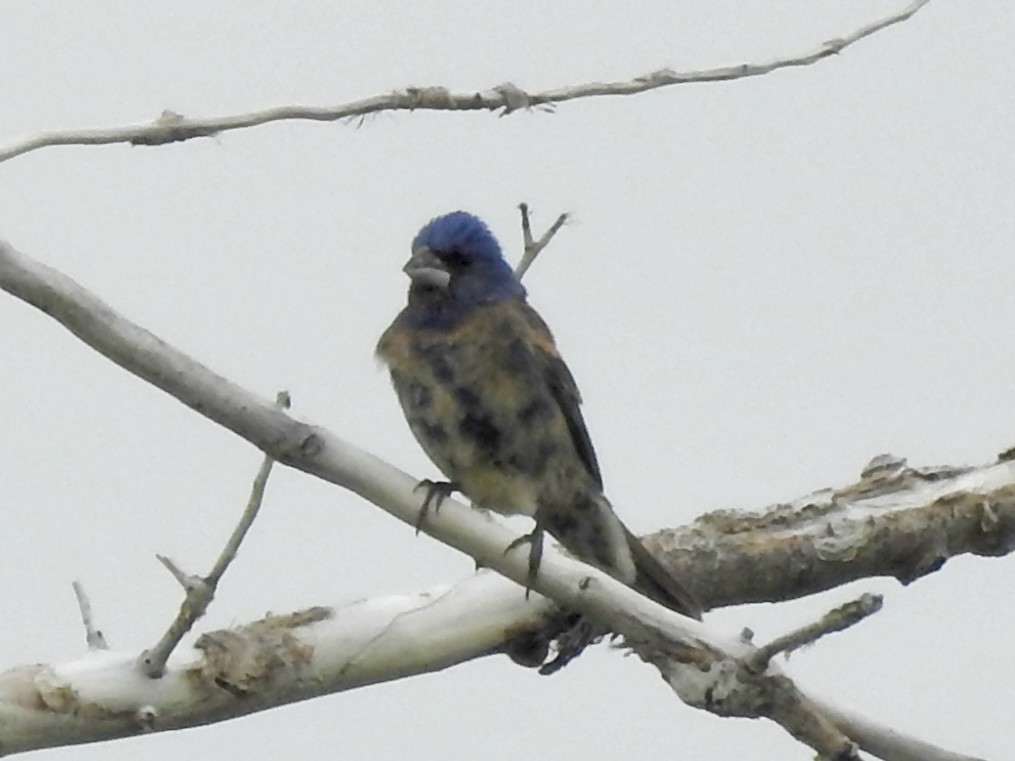 Blue Grosbeak - ML637833400