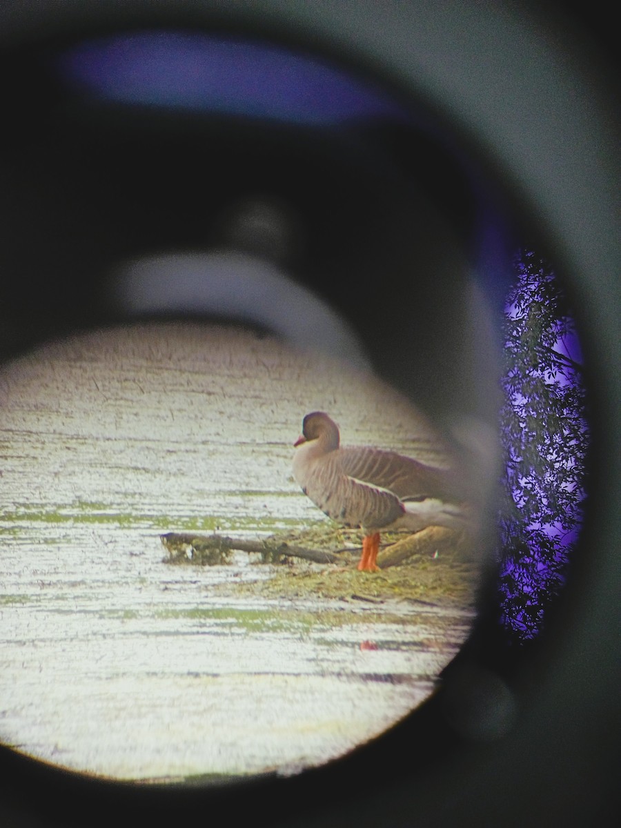 Greater White-fronted Goose - ML637833415