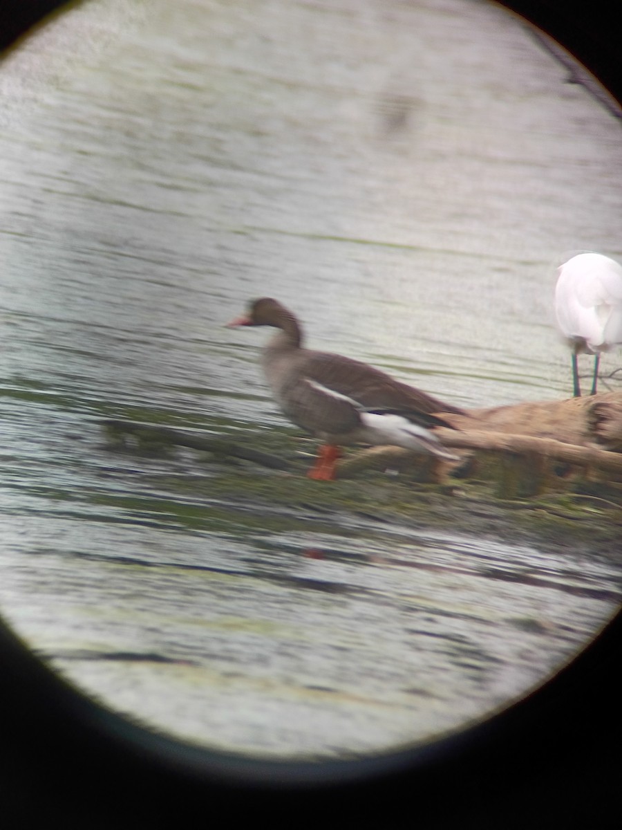 Greater White-fronted Goose - ML637833416