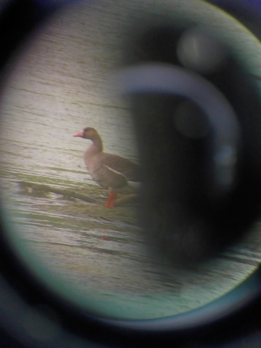 Greater White-fronted Goose - ML637833417