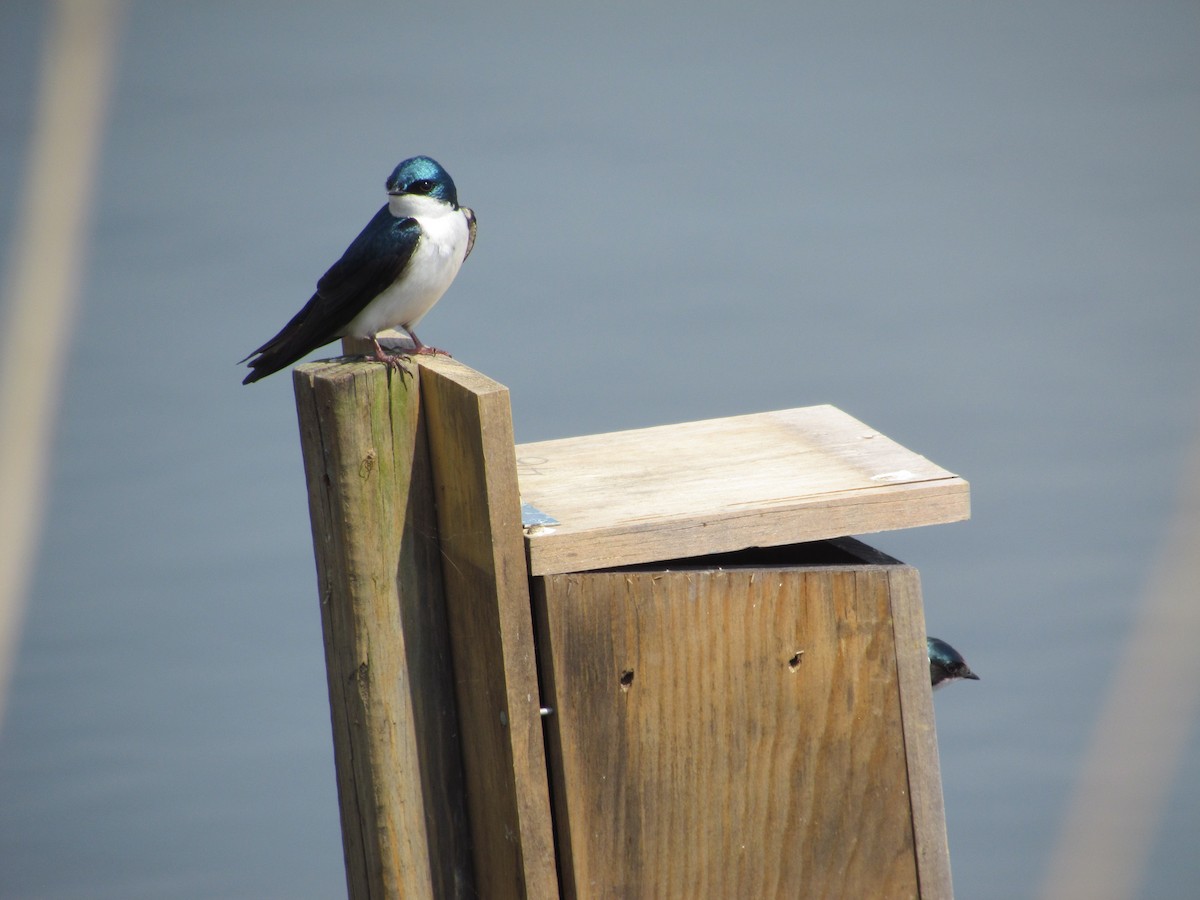 Древесная ласточка - ML637833425