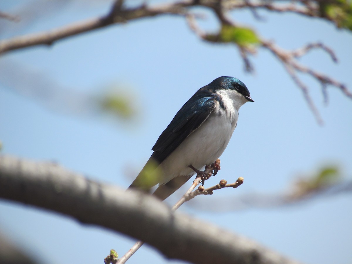 Древесная ласточка - ML637833426