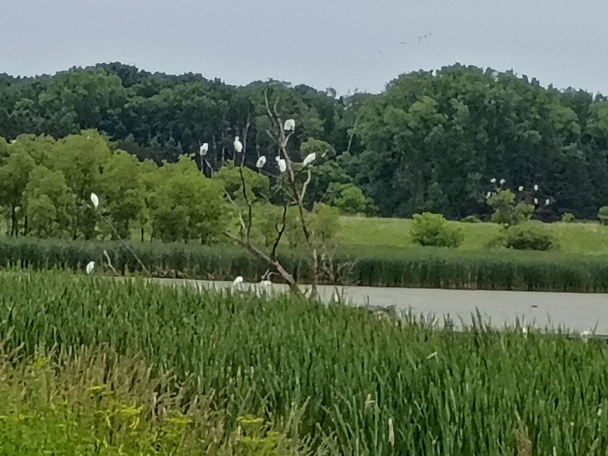 Great Egret - ML637833432