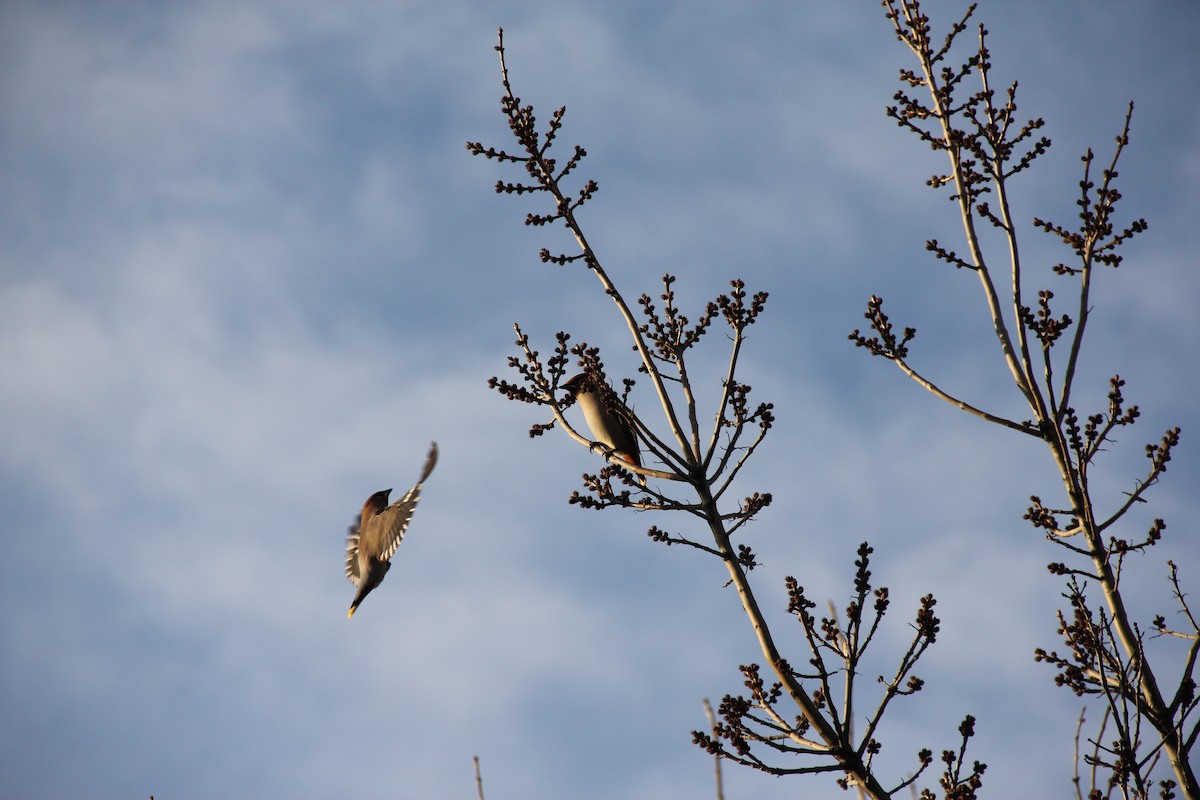 Bohemian Waxwing - ML637833490