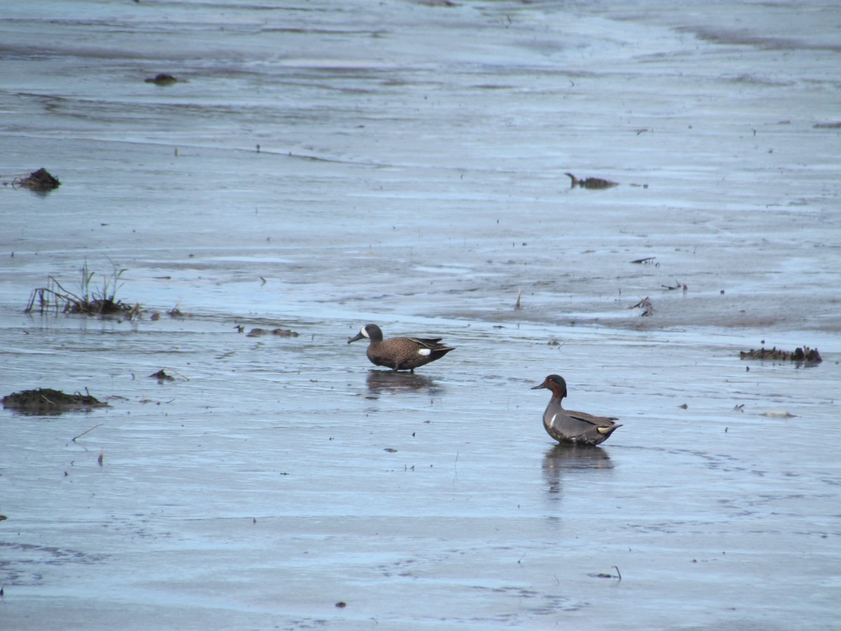Blue-winged Teal - ML637833504