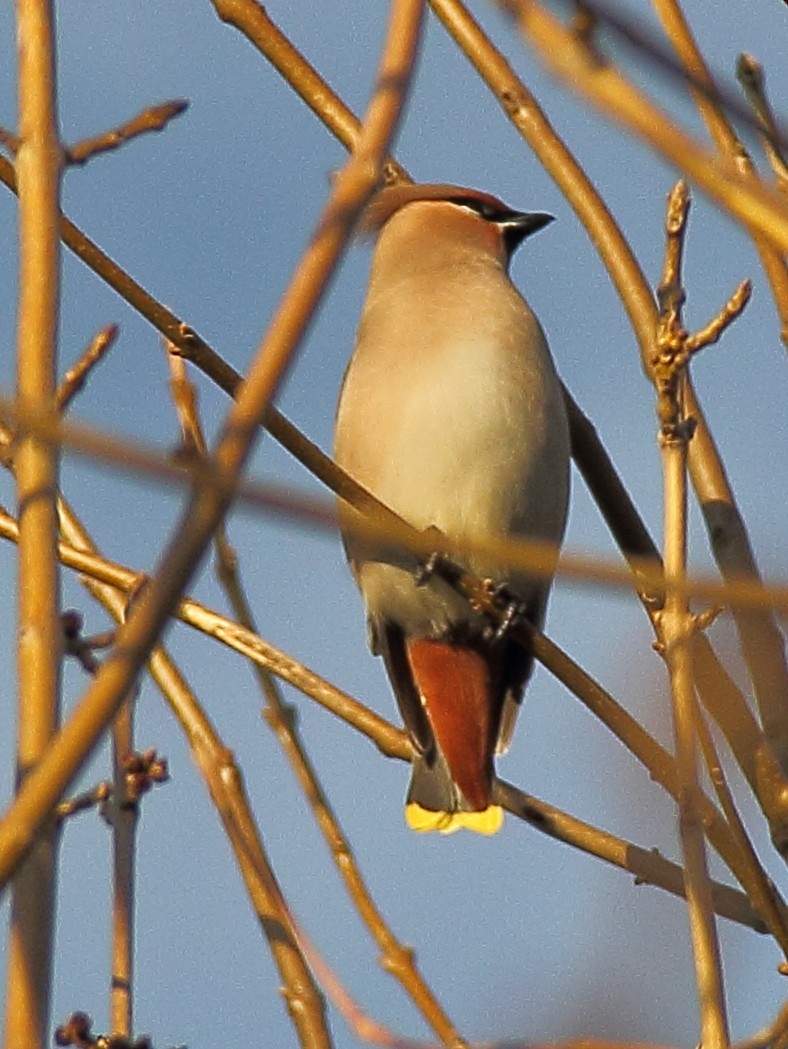 Bohemian Waxwing - ML637833510