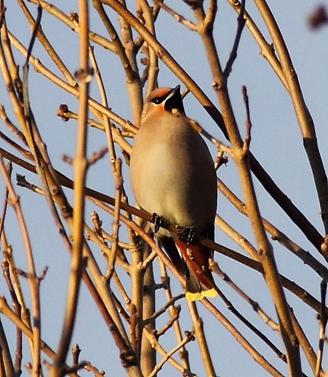 Bohemian Waxwing - ML637833533
