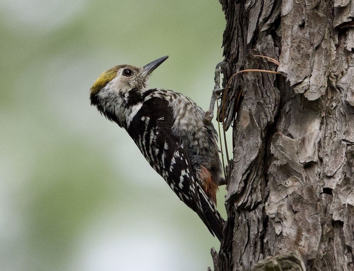 Brown-fronted Woodpecker - ML637833550