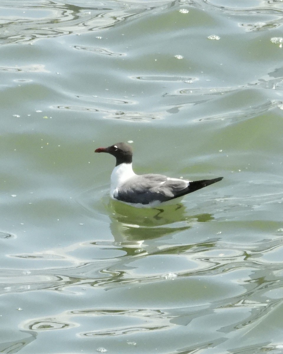 Laughing Gull - ML637833598