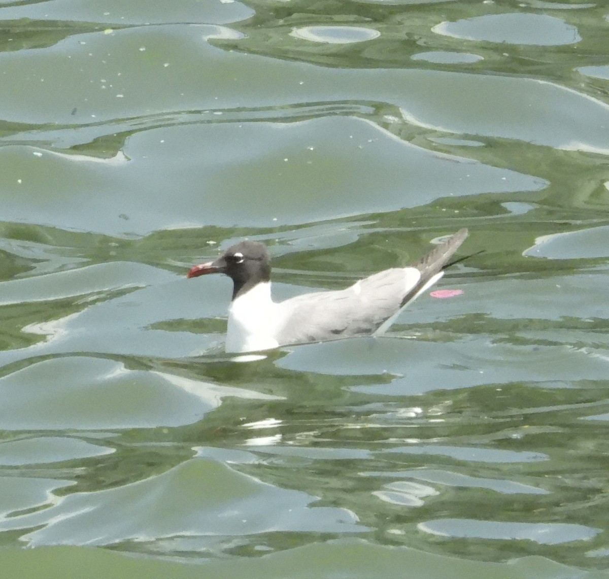 Laughing Gull - ML637833599