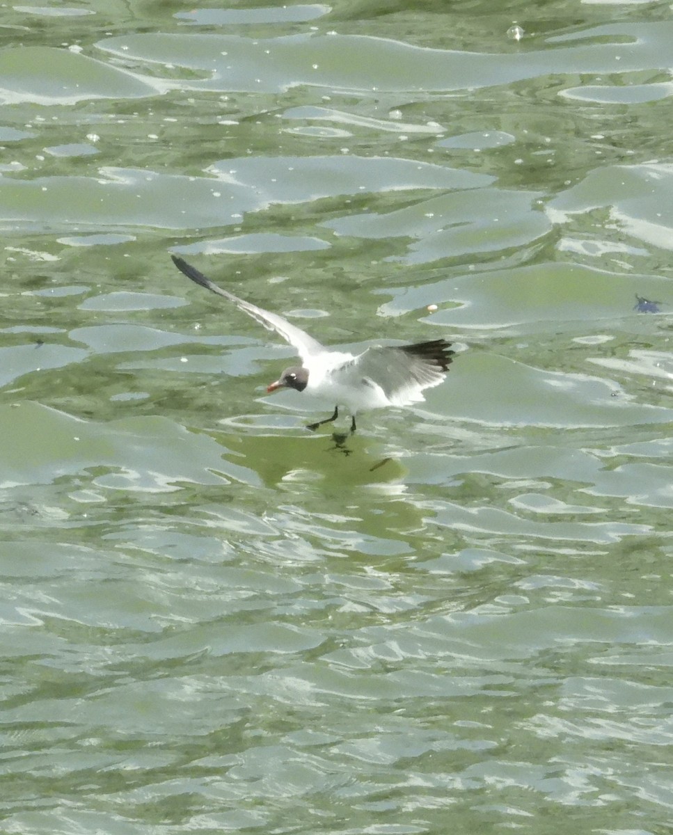 Laughing Gull - ML637833600