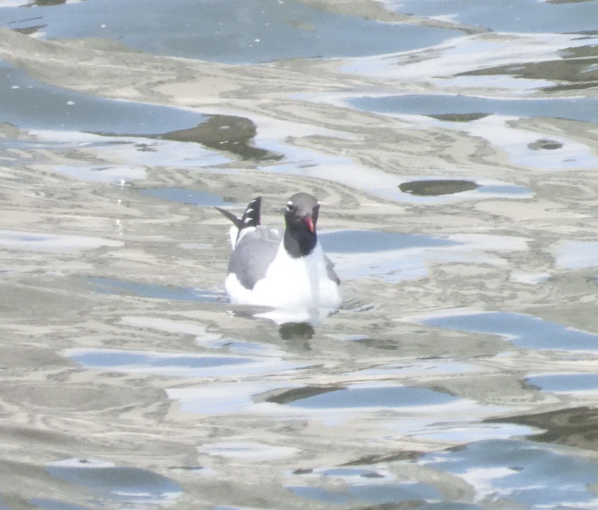 Laughing Gull - ML637833601