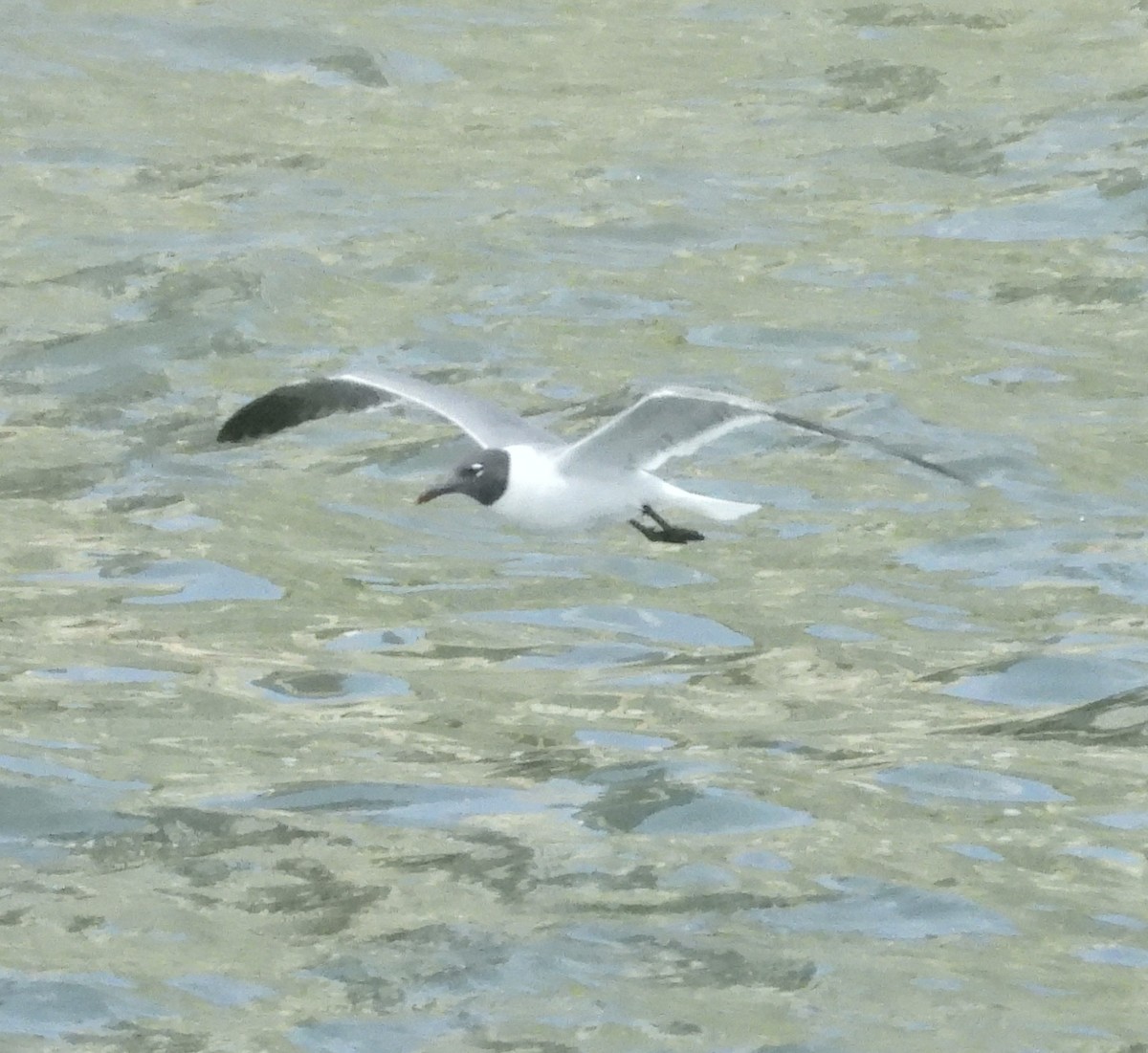 Laughing Gull - ML637833602
