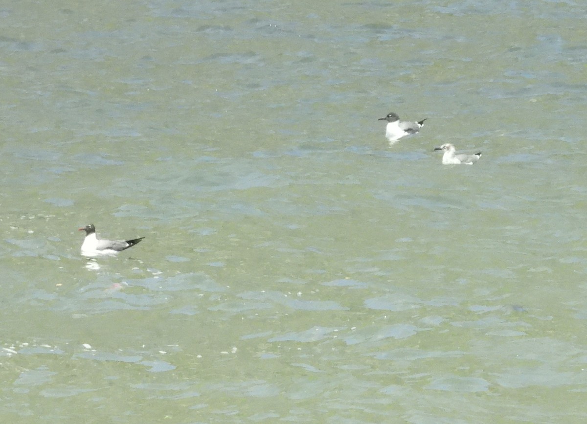 Laughing Gull - ML637833603