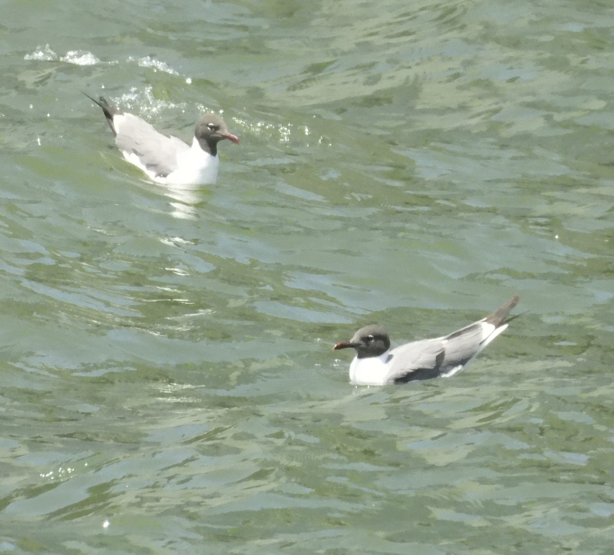 Laughing Gull - ML637833605