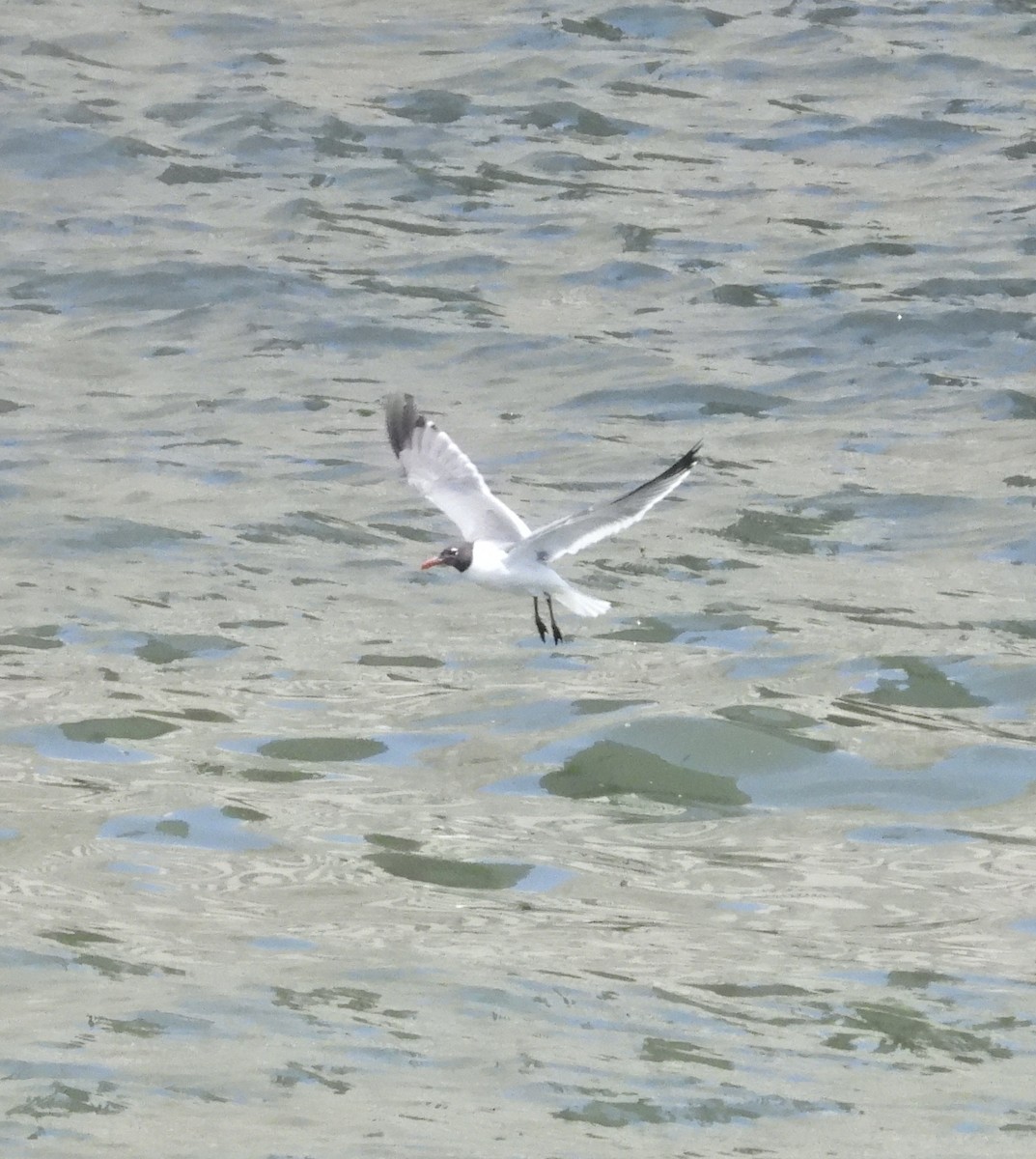 Laughing Gull - ML637833607