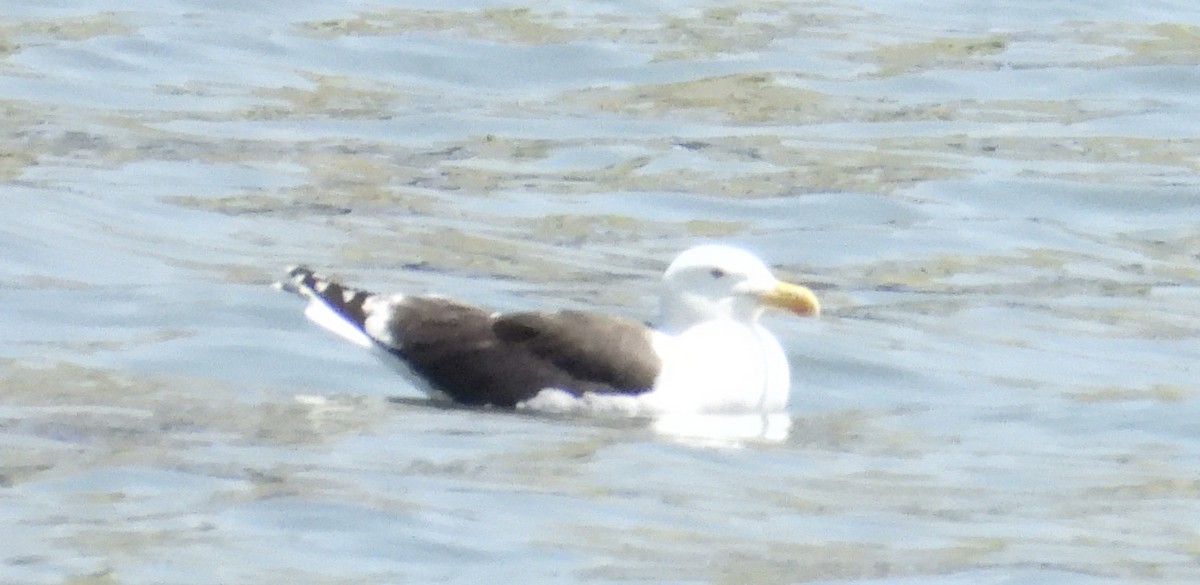 Great Black-backed Gull - ML637833617