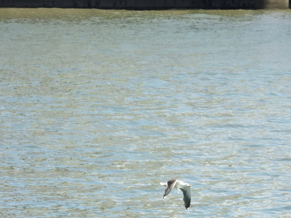 Great Black-backed Gull - ML637833618