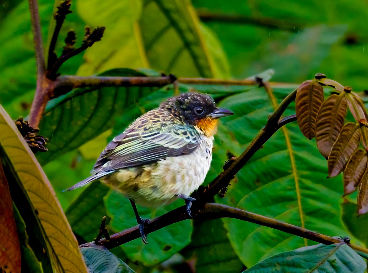Rufous-throated Tanager - ML637833672