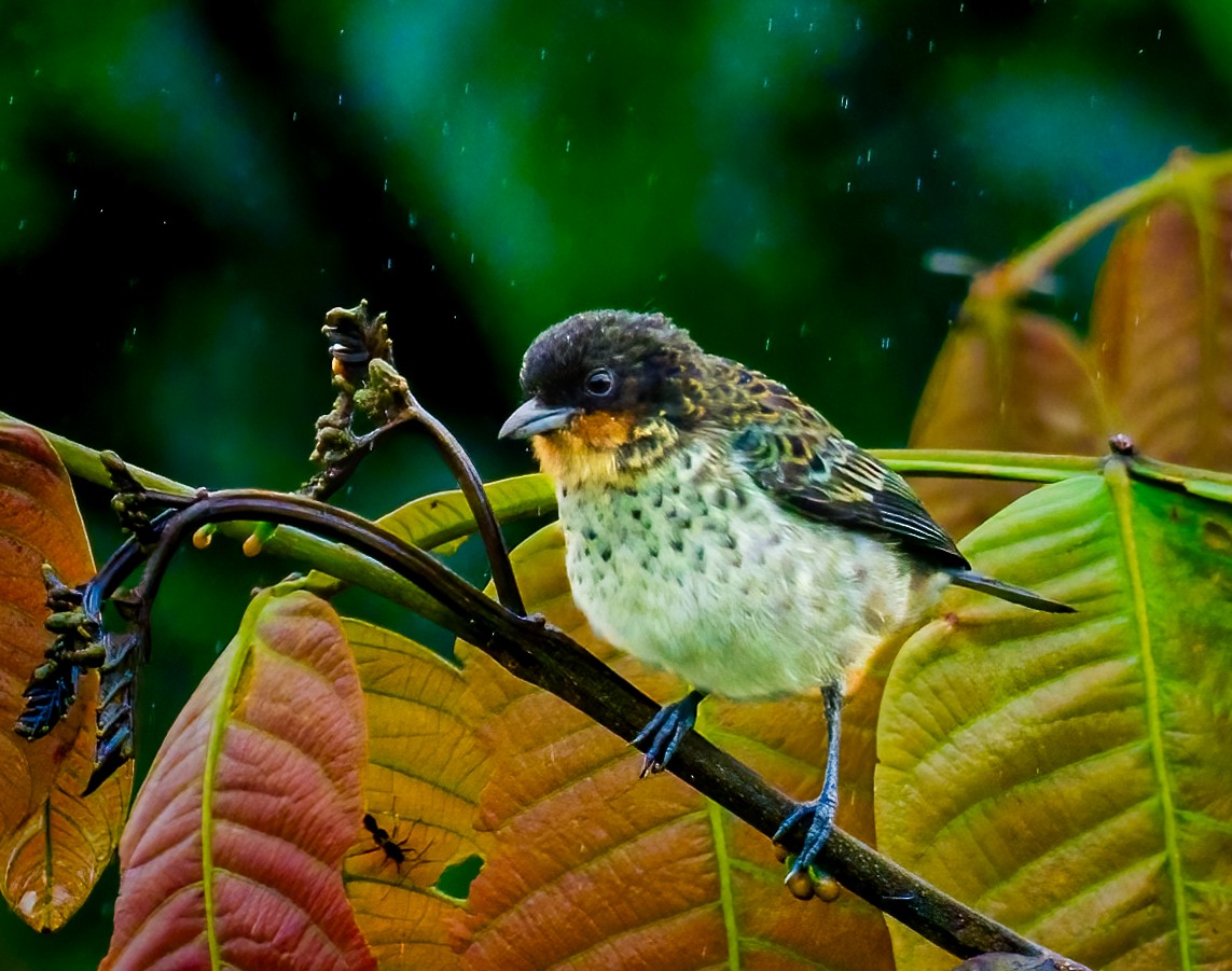 Rufous-throated Tanager - ML637833673