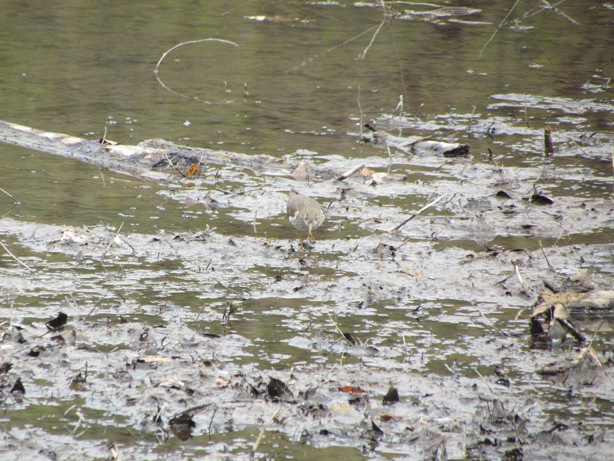 Spotted Sandpiper - ML637833689