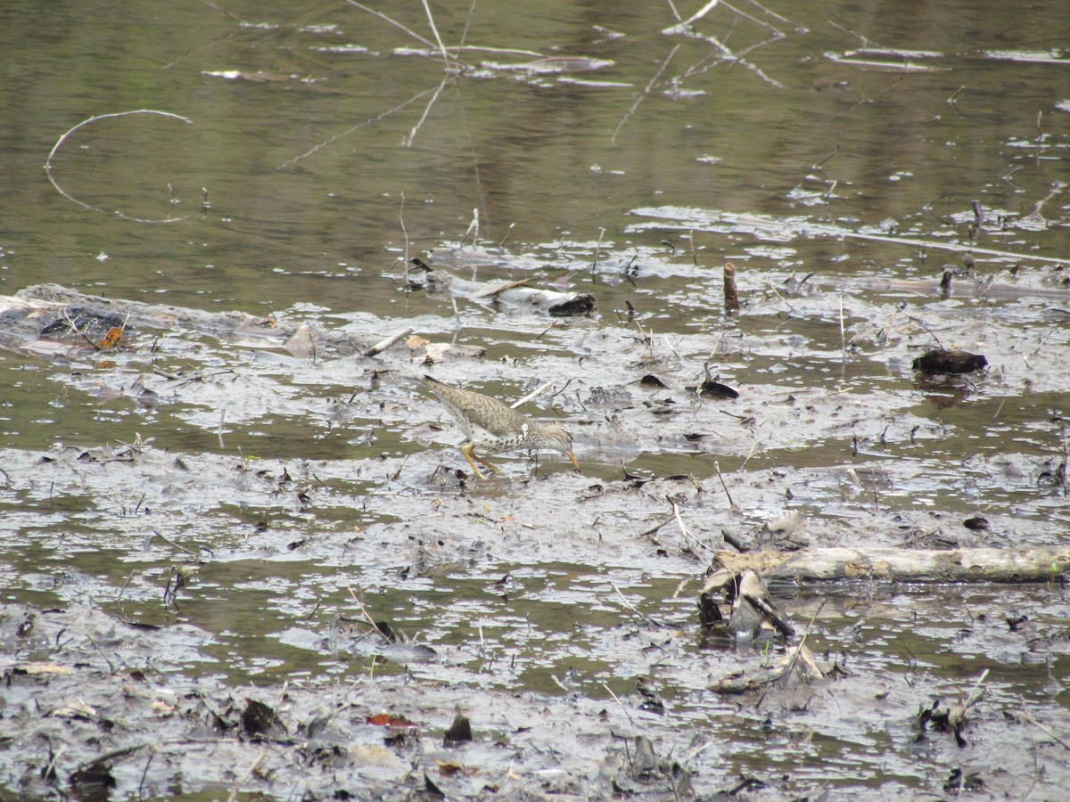 Spotted Sandpiper - ML637833690