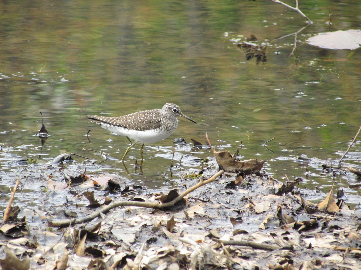 Solitary Sandpiper - ML637833694
