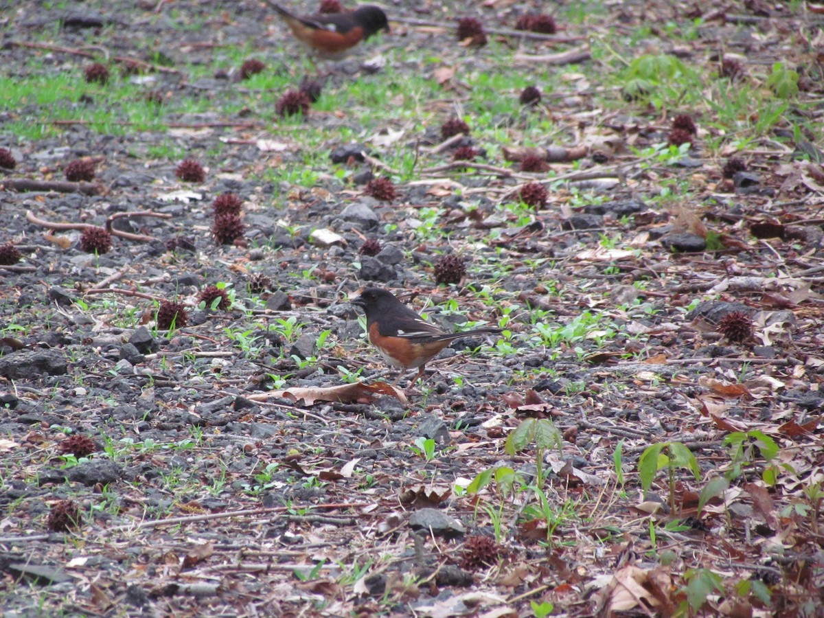 Eastern Towhee - ML637833782