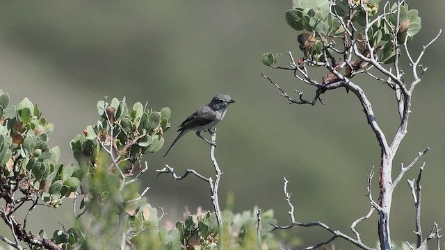 Gray Vireo - ML637833810
