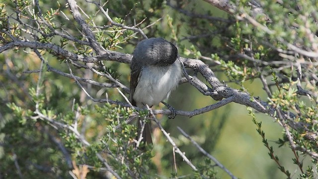 Gray Vireo - ML637833825