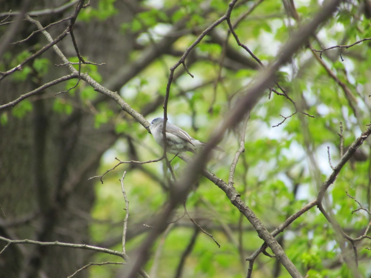 Blue-gray Gnatcatcher - ML637834004