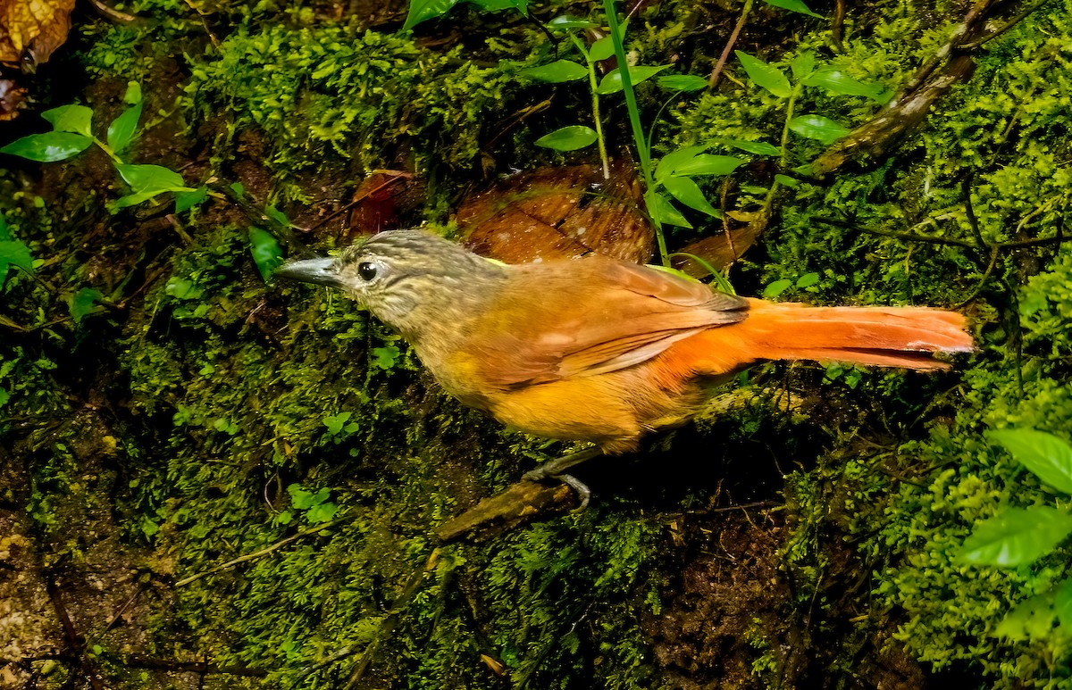Streak-capped Treehunter - ML637834071