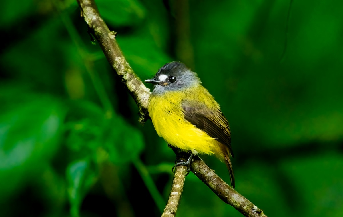Ornate Flycatcher - ML637834090
