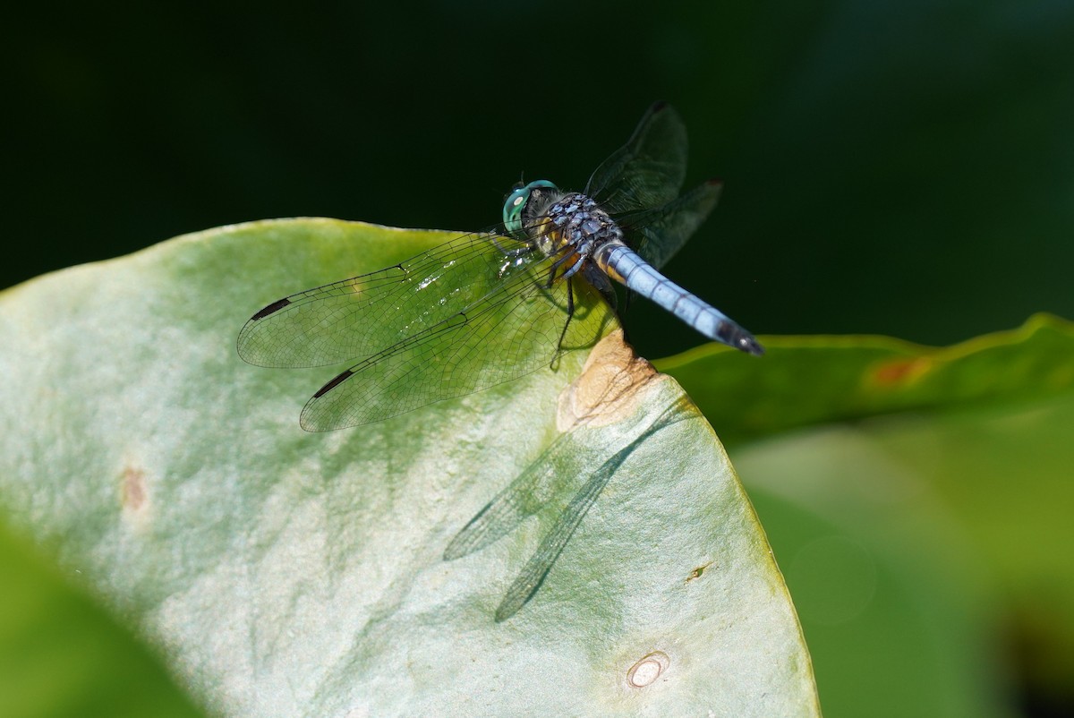 Blue Dasher - ML637834213