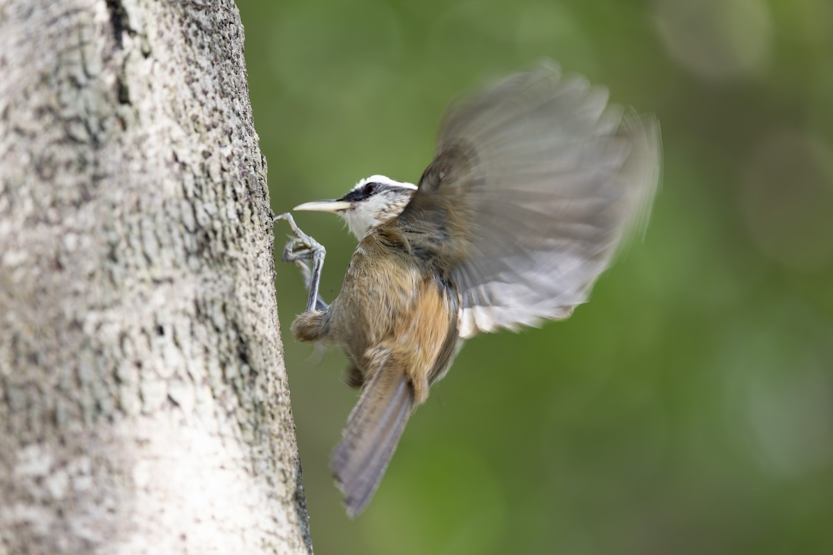 Streak-breasted Scimitar-Babbler - ML637834223