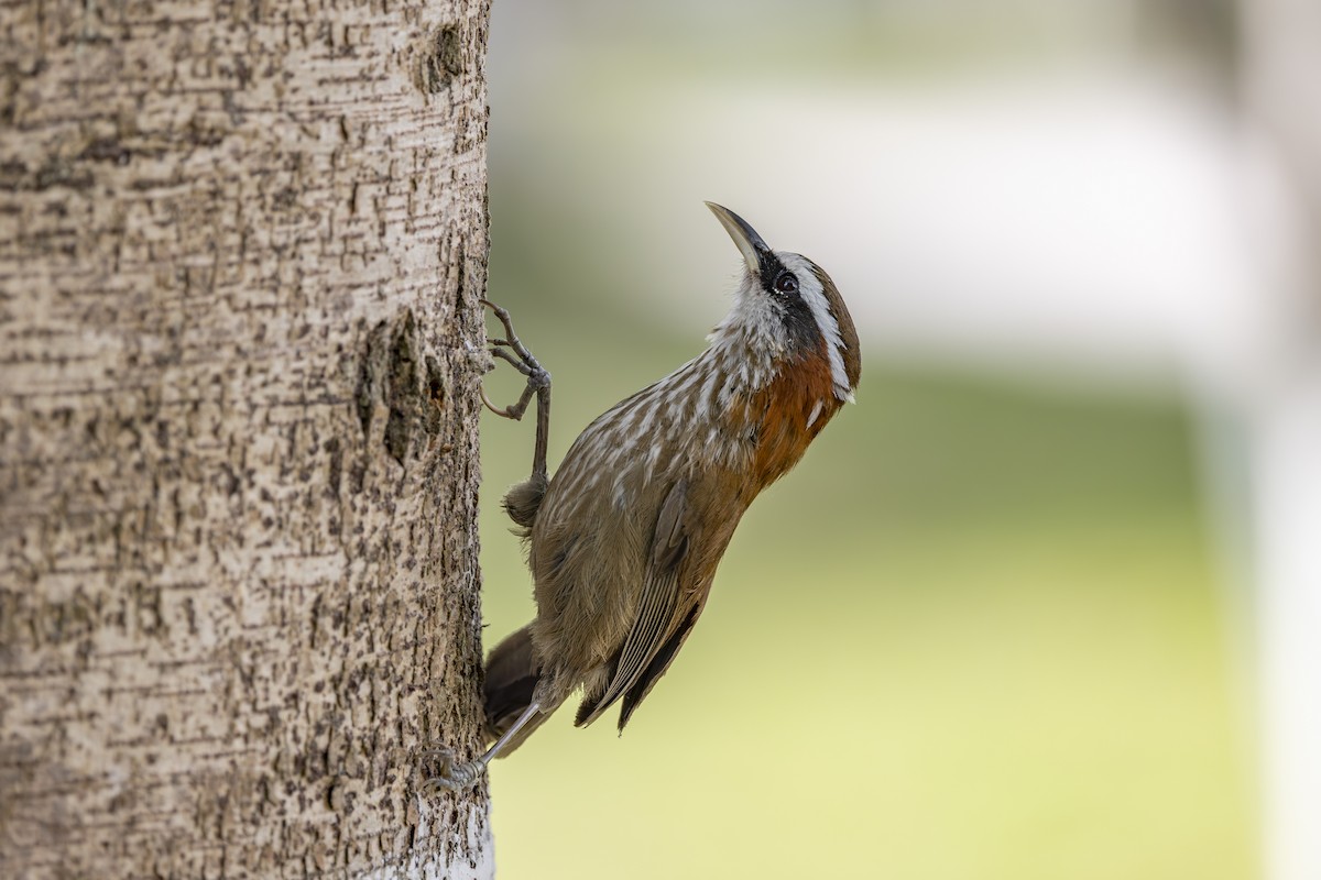 Streak-breasted Scimitar-Babbler - ML637834225