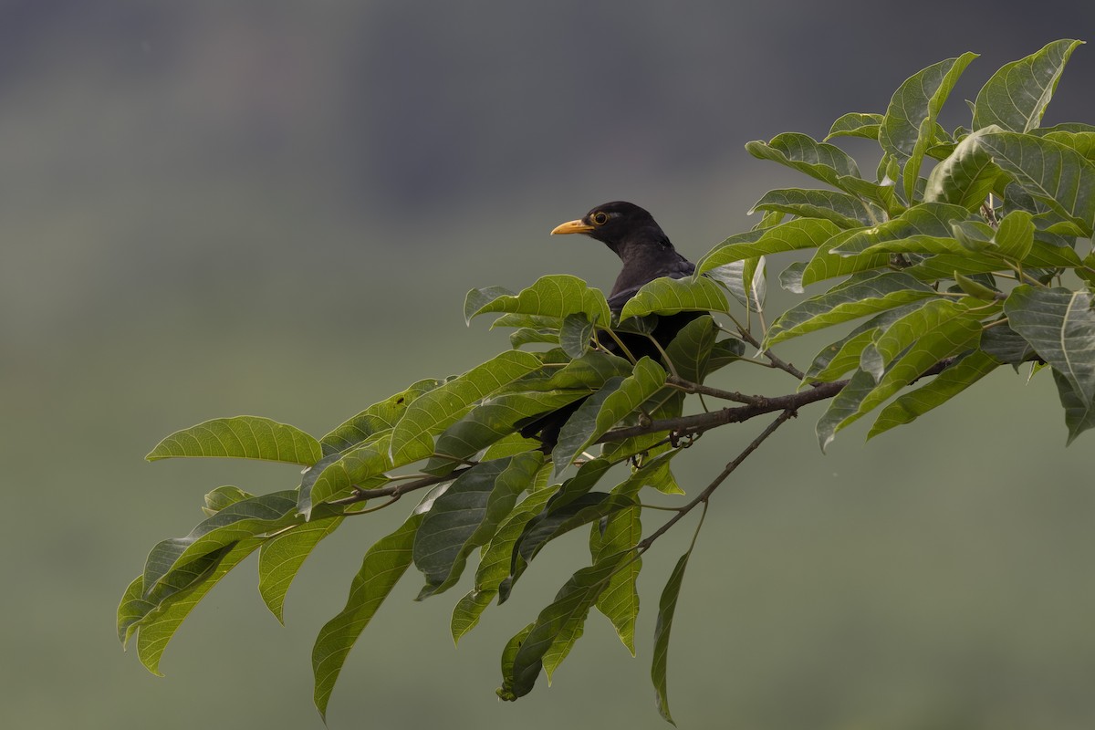 Chinese Blackbird - ML637834271