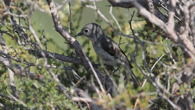 Gray Vireo - ML637834277