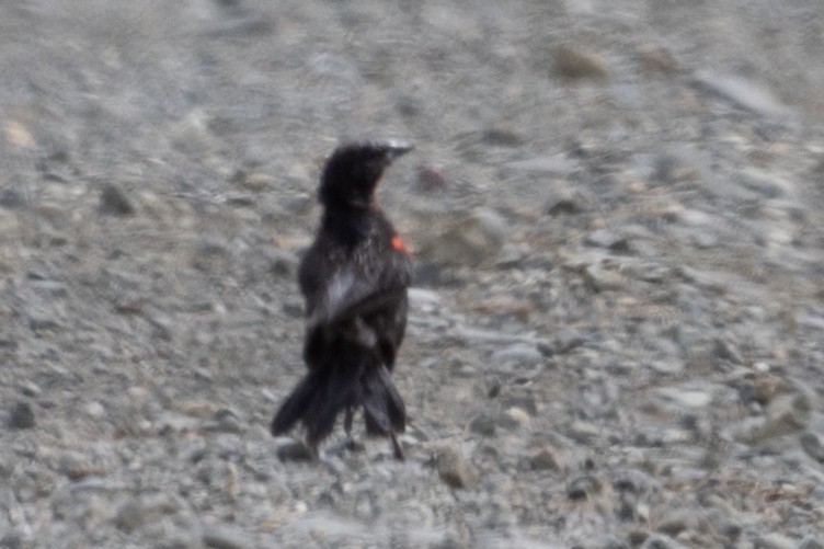 Red-breasted Meadowlark - ML637834278