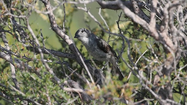 Gray Vireo - ML637834279