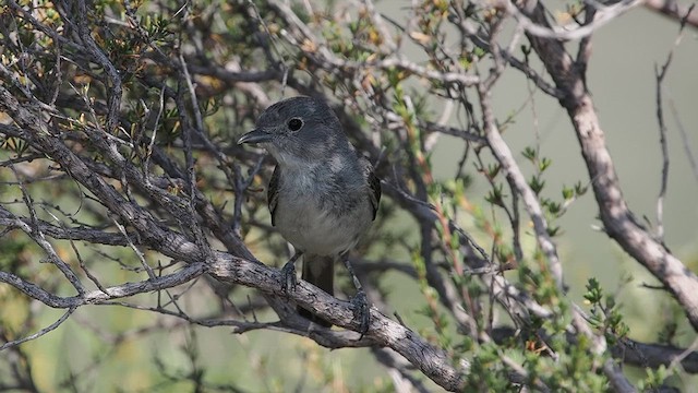 Gray Vireo - ML637834284