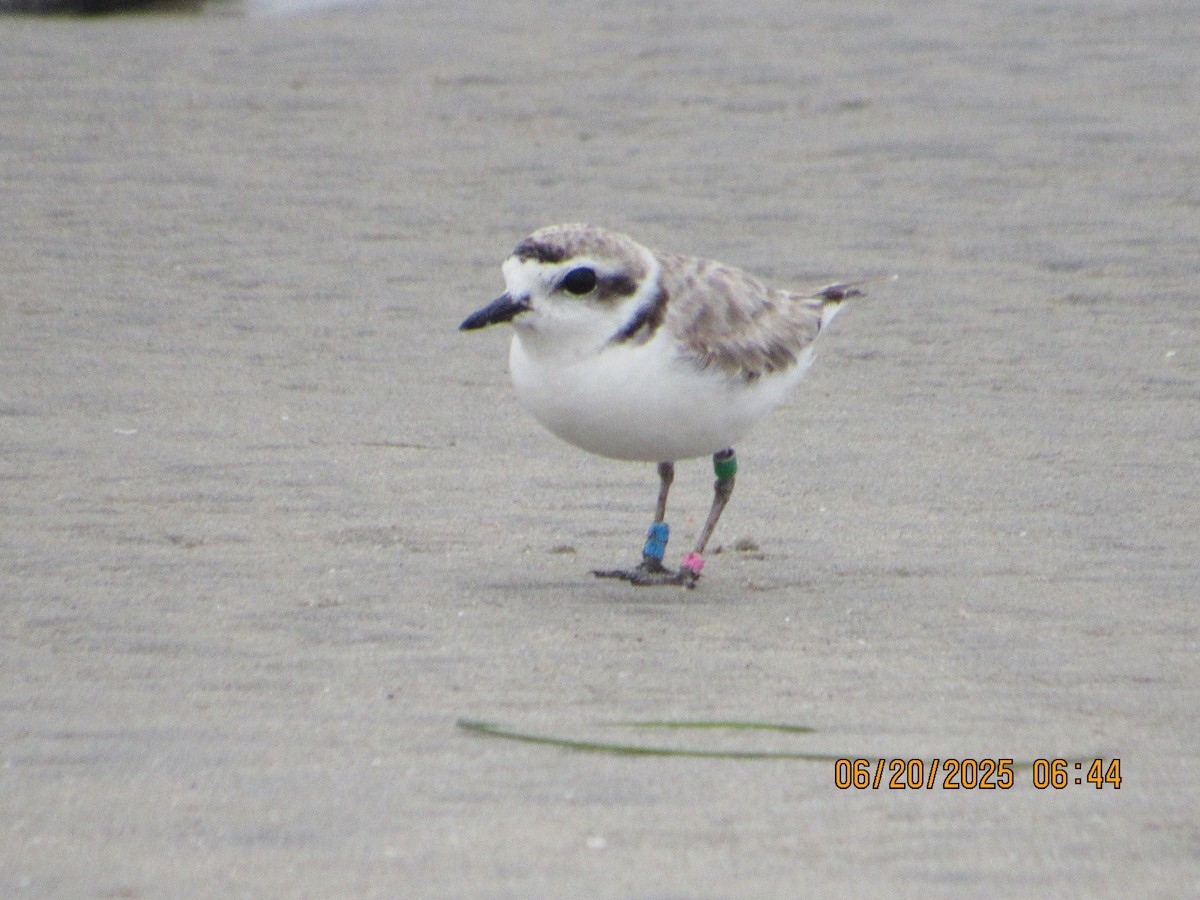 Snowy Plover - ML637834347