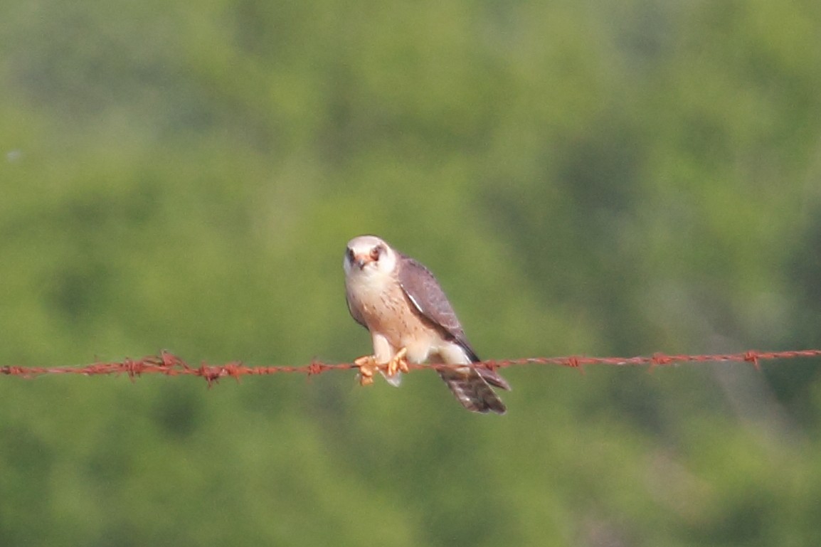 Red-footed Falcon - ML637834355