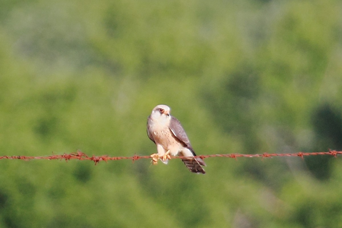 Red-footed Falcon - ML637834359