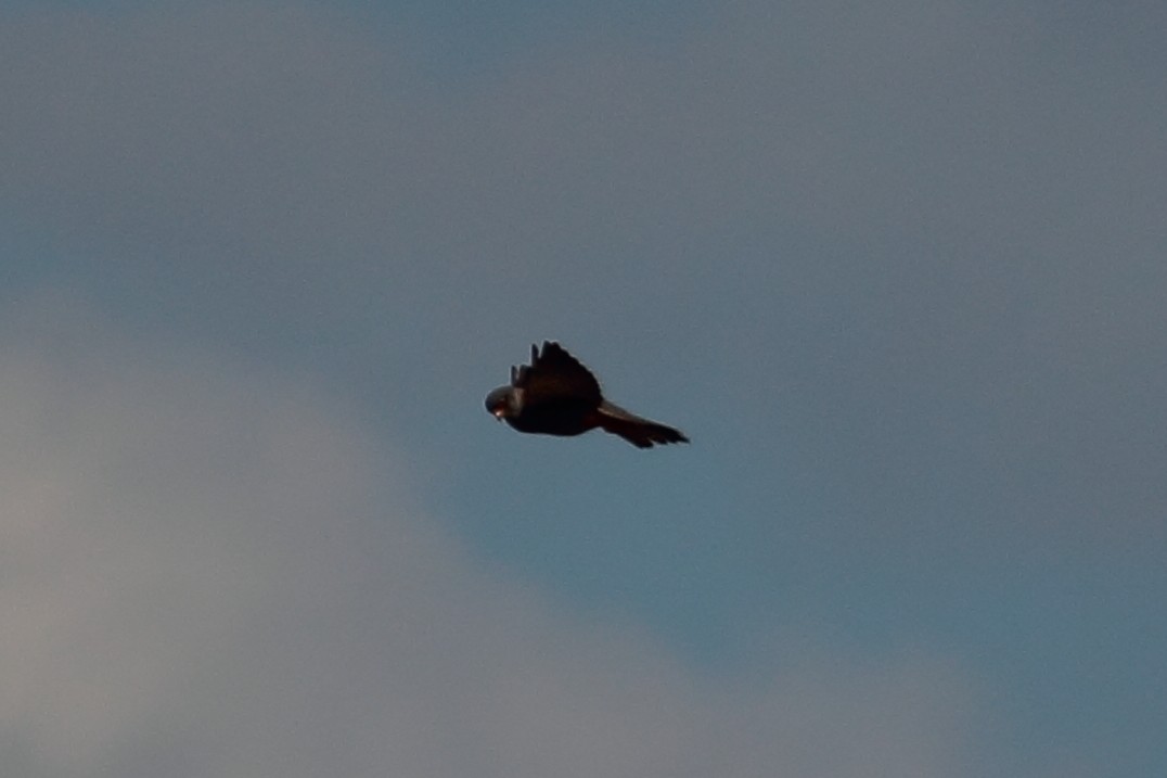 Red-footed Falcon - ML637834365