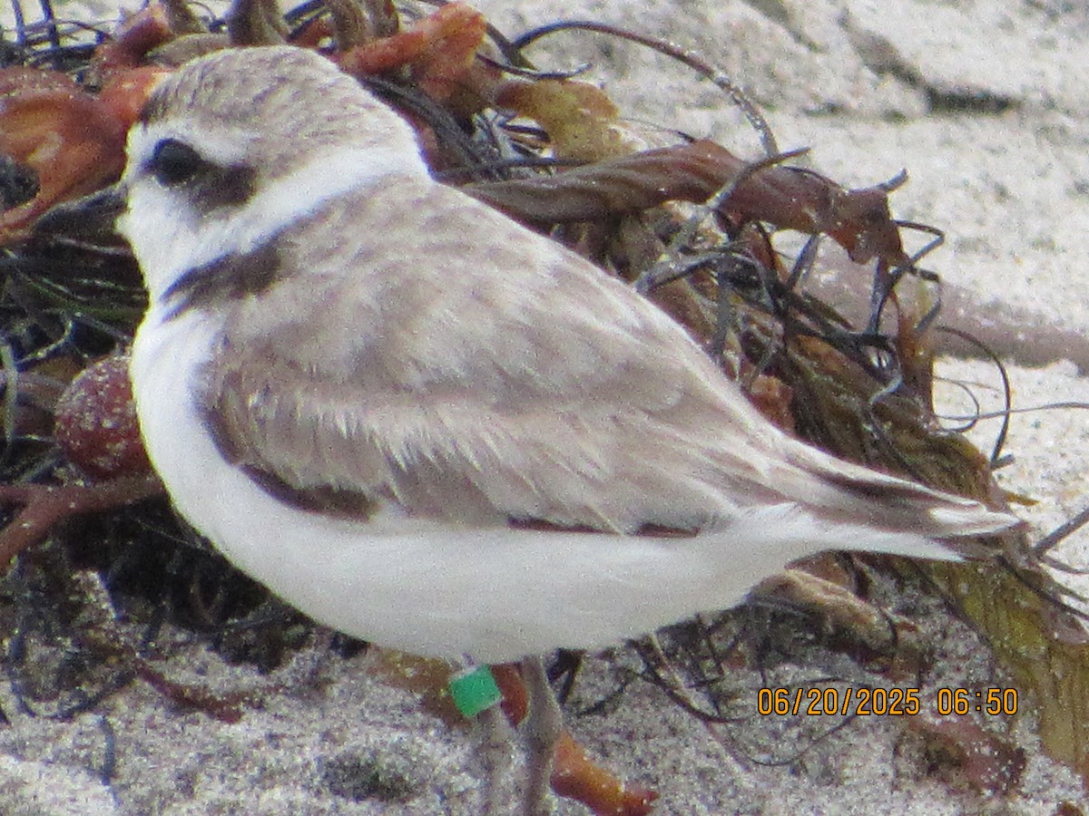 Snowy Plover - ML637834378