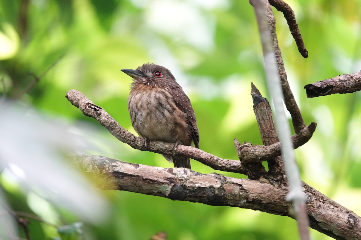White-whiskered Puffbird - ML637834387