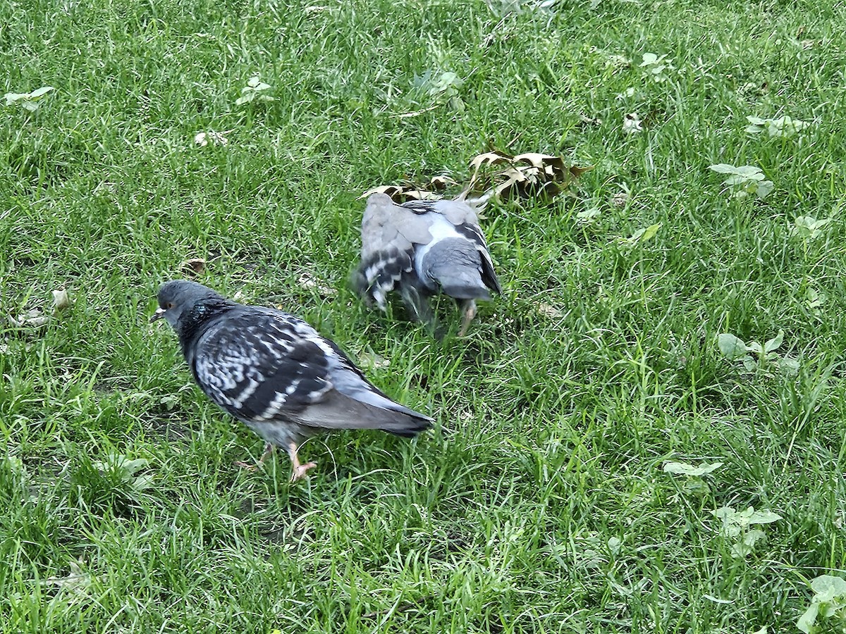 Rock Pigeon (Feral Pigeon) - ML637834396